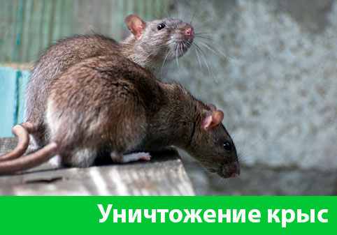 Уничтожение крыс в городе Анапа