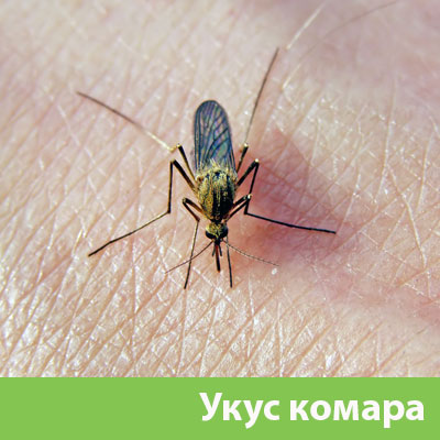 Укусы комаров в Анапе