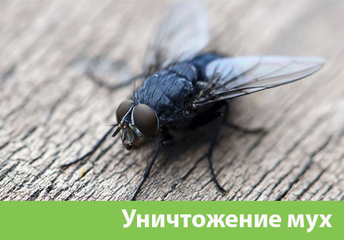 Уничтожение мух в городе Анапа