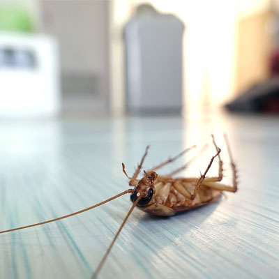 Тараканы в квартире в Анапе