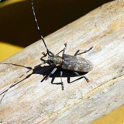 Уничтожение насекомых на всех стадиях развития в Анапе
